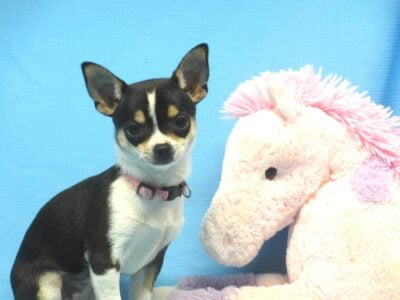 Sara Jane- Chihuahua Girl AKC