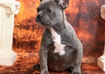 Oreo the Frenchie