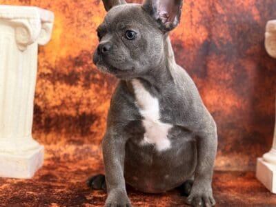 Oreo the Frenchie