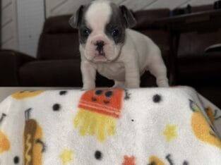 French Bulldog
