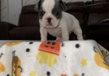 French Bulldog