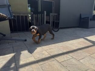 German Rottweiler Female Puppy