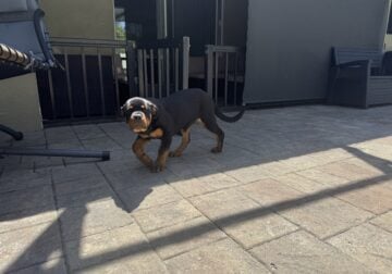 German Rottweiler Female Puppy