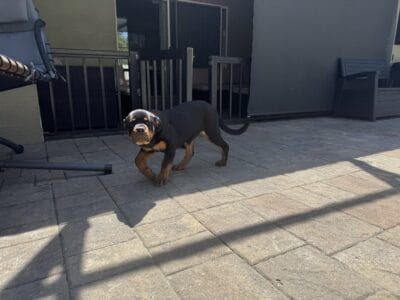 German Rottweiler Female Puppy