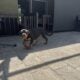 German Rottweiler Female Puppy