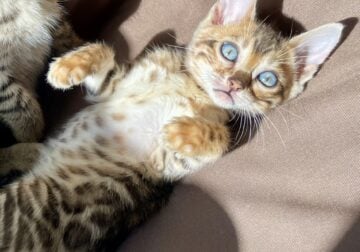 Bengal kittens