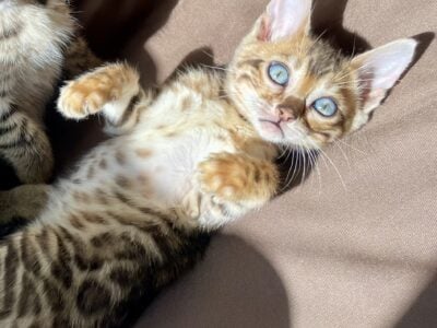 Bengal kittens