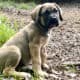 FEMALES -10 weeks – RE-HOME FEE