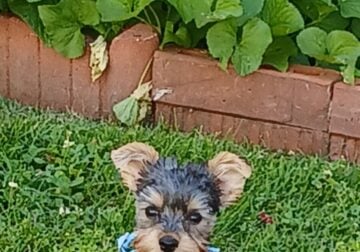 12 week male yorkie