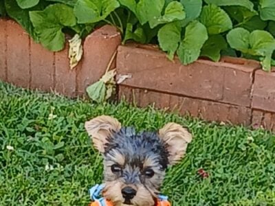 12 week male yorkie