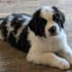 Saint Bernewfie Puppies