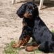 Gordon Setter Male pups available