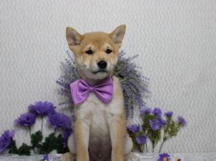 AKC Shiba Inu Curly