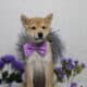 AKC Shiba Inu Curly