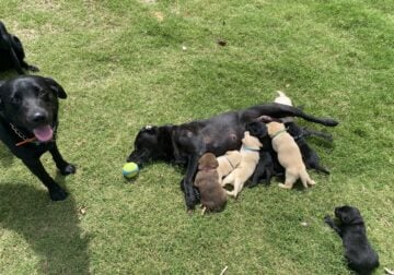 AKC Labrador Retriever Puppies $850