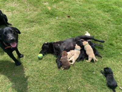 AKC Labrador Retriever Puppies $850