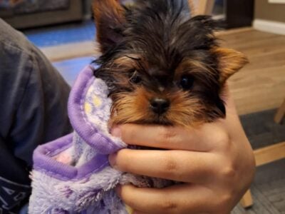 Yorkie Puppy-Male
