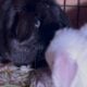 5 Holland Lops & All Supplies-$200