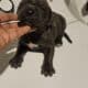 Cane corso pups for sale