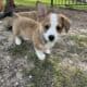 Pembroke welsh corgis
