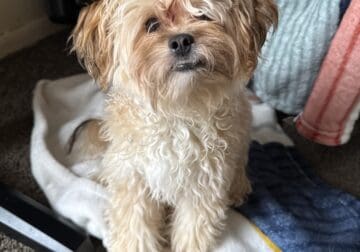 Pom-a-poo puppy