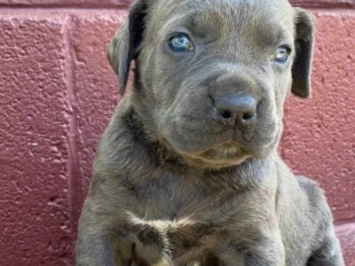 Cane Corso puppies