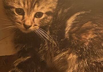 Bengal Mix Kitten