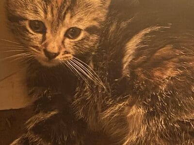 Bengal Mix Kitten