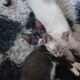 Shadow and her kittens