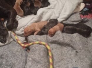 FREE PUPPIES.