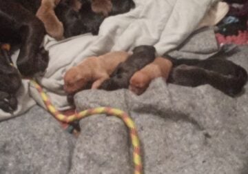 FREE PUPPIES.