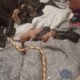 FREE PUPPIES.