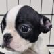 Frenchton bulldog puppies