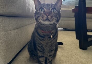 Tabby