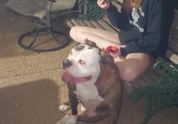 American bulldog