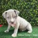 ABKC American Bully XL Puppies