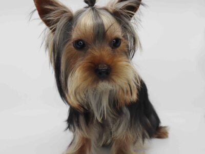 T-cup Yorkie boy Cali