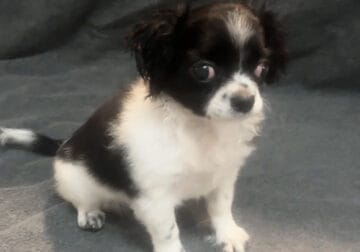 Mallory – Adorable ShiChi Female Puppy