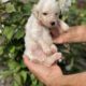 Beautiful goldendoodle puppies
