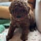 Cavapoo puppies