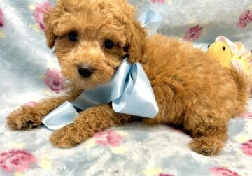 Teacup poodle & maltipoo