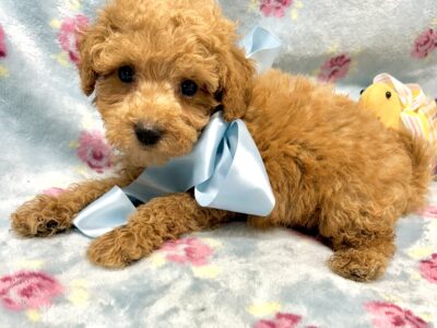 Teacup poodle & maltipoo