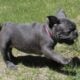 French Bulldog Female Blue Brindle