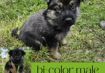 German Shepherd Dog Puppies