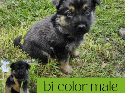 German Shepherd Dog Puppies