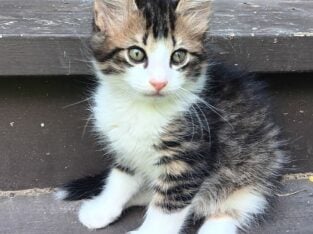 Adorable country kittens