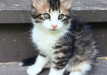 Adorable country kittens