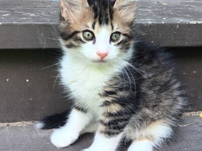 Adorable country kittens
