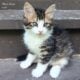 Adorable country kittens
