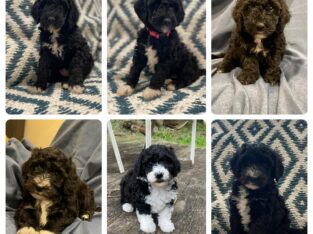 F1B Mini Bernedoodles- 6 available